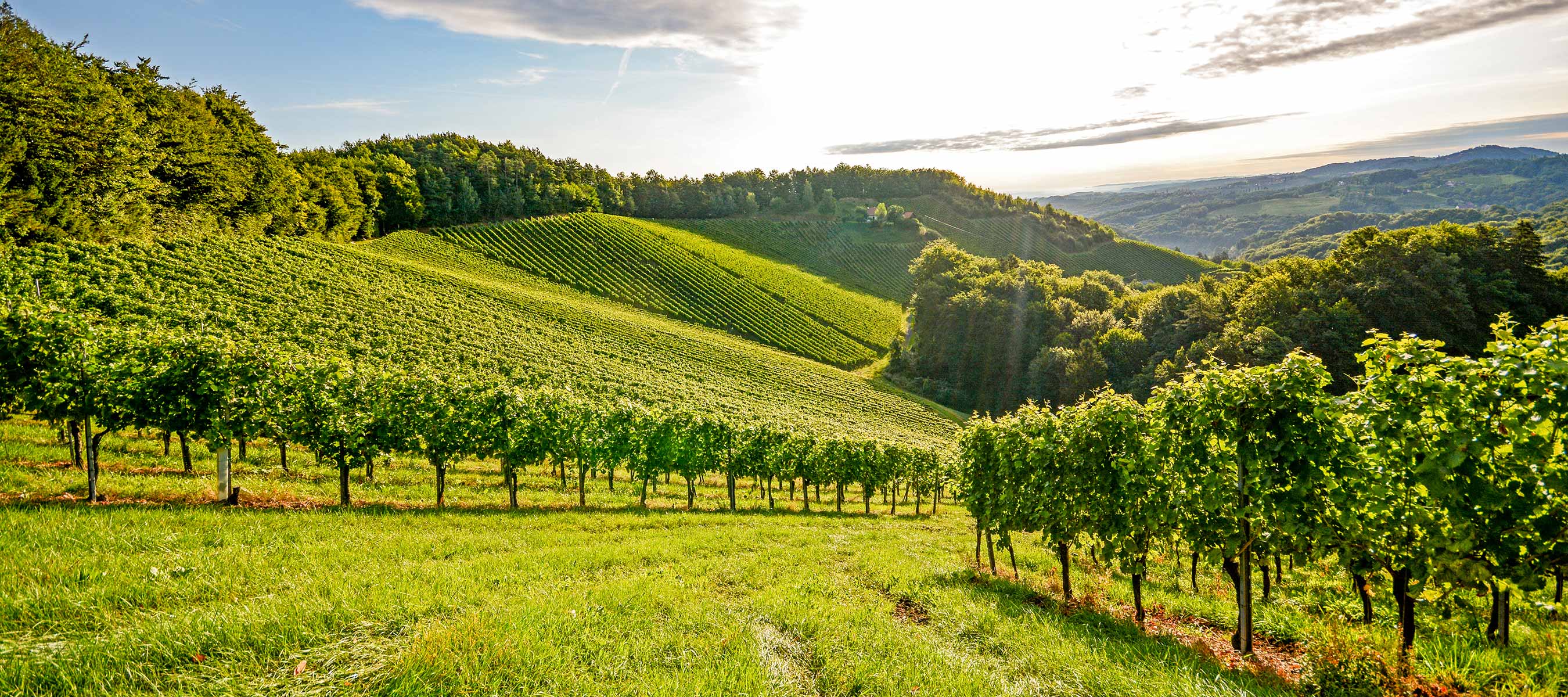 Firmarejser til Bourgogne