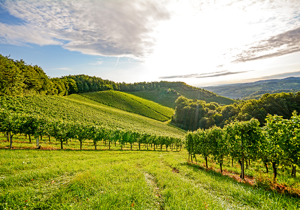 Firmarejse til Bourgogne