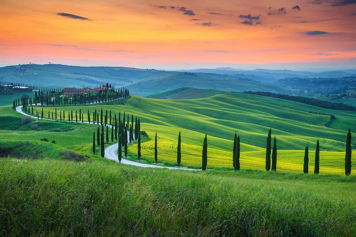 Toscana pinjetræer og hus